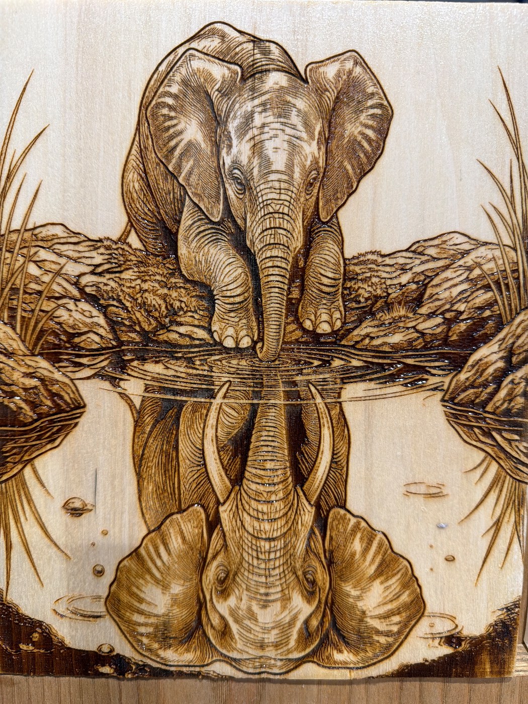 Elephants reflection