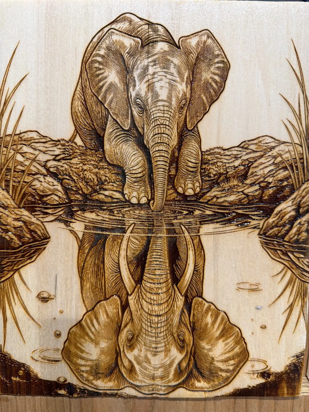 Elephants reflection